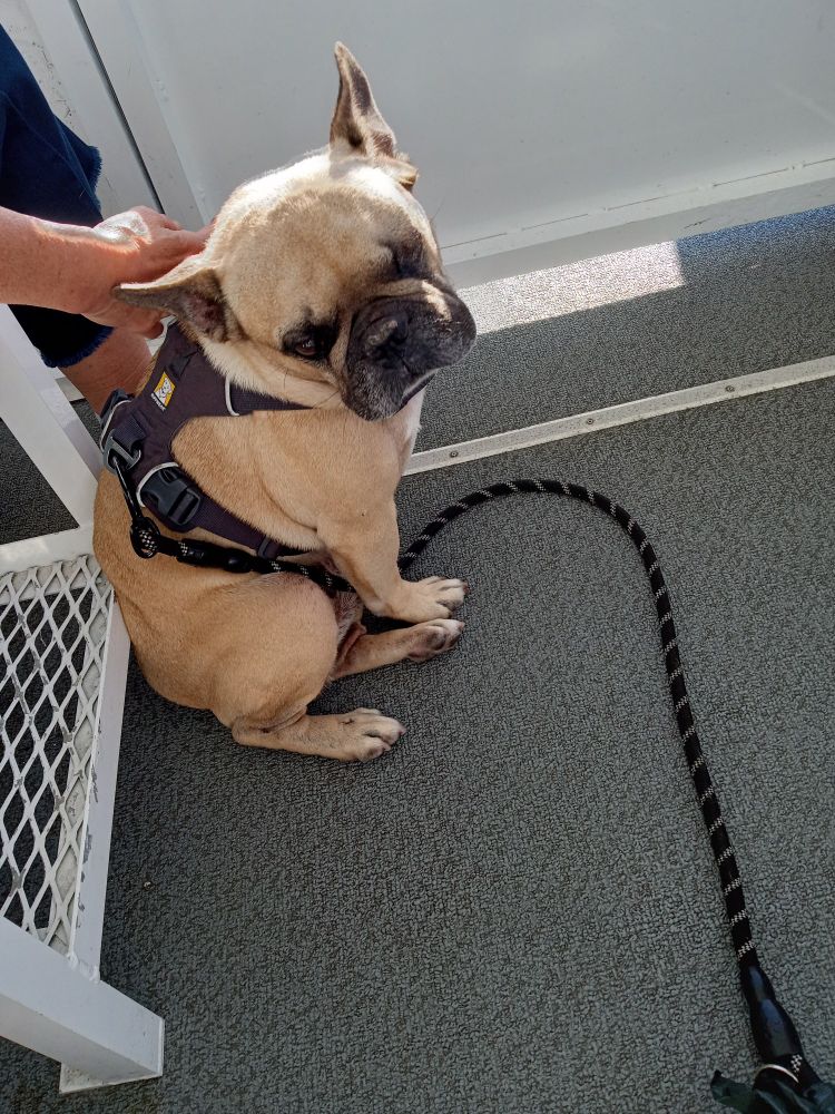 Bulldog riding the water bus.