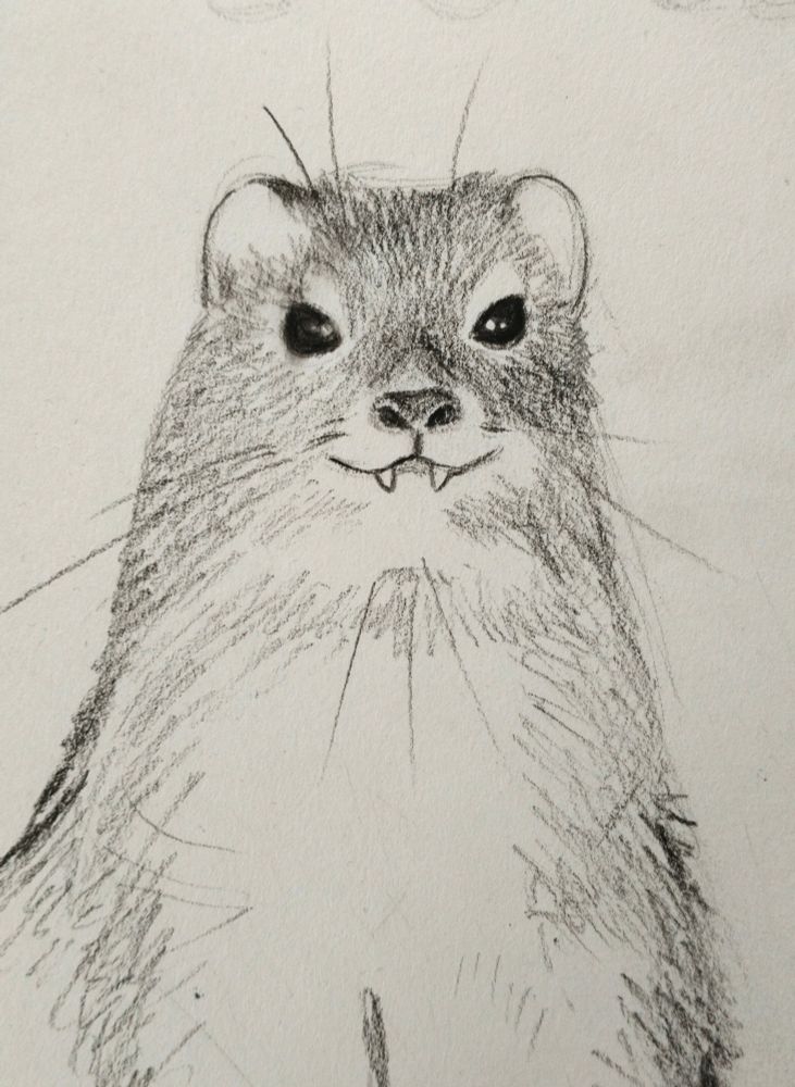 A sketch of a rock hyrax with a goofy smile, showing its vampire teeth