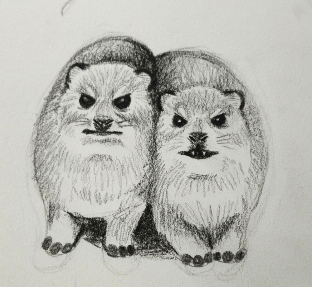 A sketch of two rock hyraxes squeezed together with their signature grumpy expression