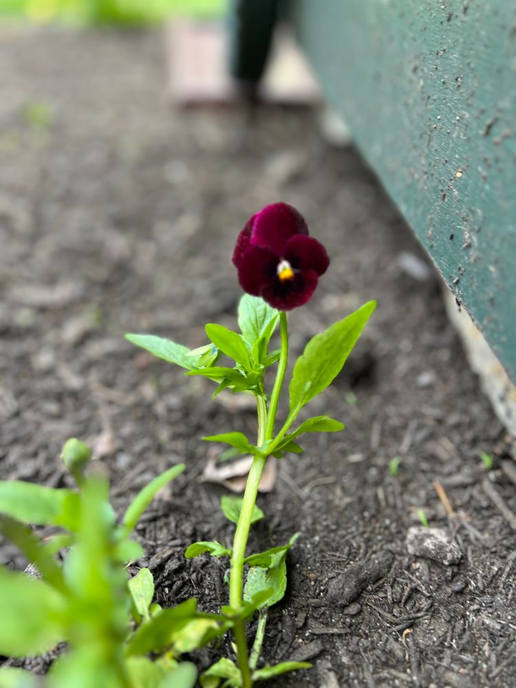 A deep, dark purple pansy plant with a striking yellow center. 
