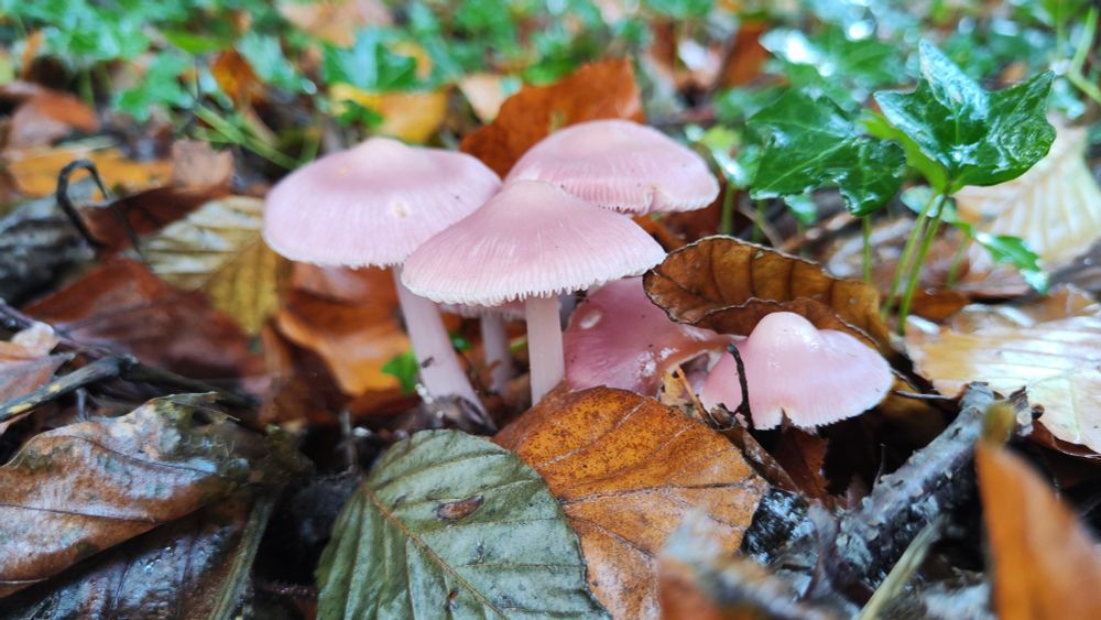 Natte herfstblaadjes en klimop waartussen een paar lichtroze paddestoelen met puntige hoed staan te shinen