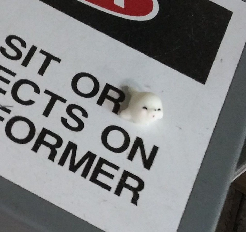 The outlaw baby seal in question