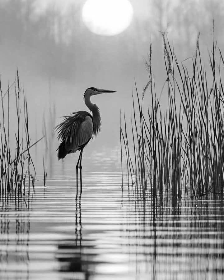 Héron les pieds dans l'eau au milieu des roseaux