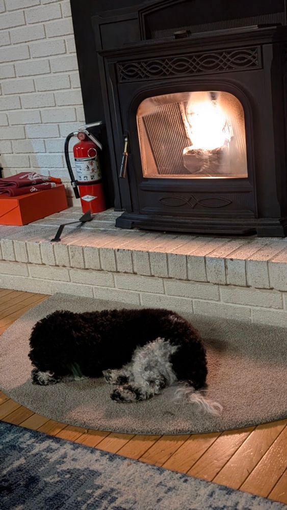 Black and white Cavapoo chewing a bone on a gray semi-circular rug in front of a pellet stove