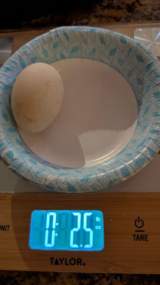 Fawn's egg clocking in at 2.5 oz (this is standard for a duck - note that 2 duck eggs generally equals 3 chicken eggs..)