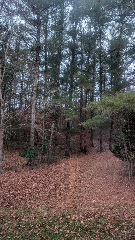 4 minutes after the other picture on this post, and colors are normal early morning drab brown leaves carpeting the ground and white cedar trunks a normal gray brown