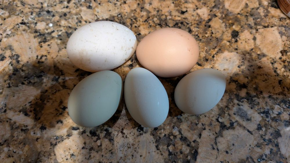 Looks like all three of my hatchlings from 2024 are now laying. White duck egg and brown chicken egg for scale