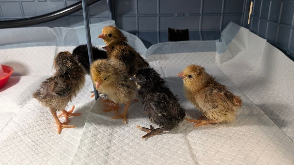 Seven chicks less than 24 hours old