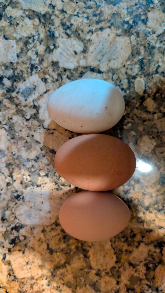 Three eggs from top to bottom: duck egg, a Rosie egg, and a random egg from one of our brown layers