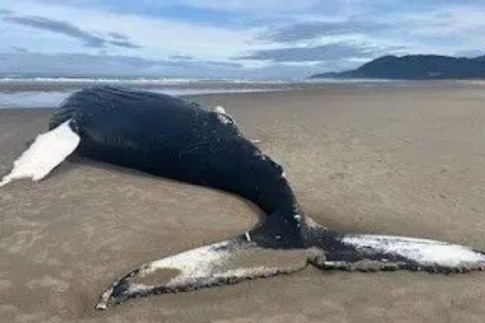 Mammoth Humpback Carcass Washes Ashore in Nehalem Bay State Park, Oregonians Urged to Keep Distance