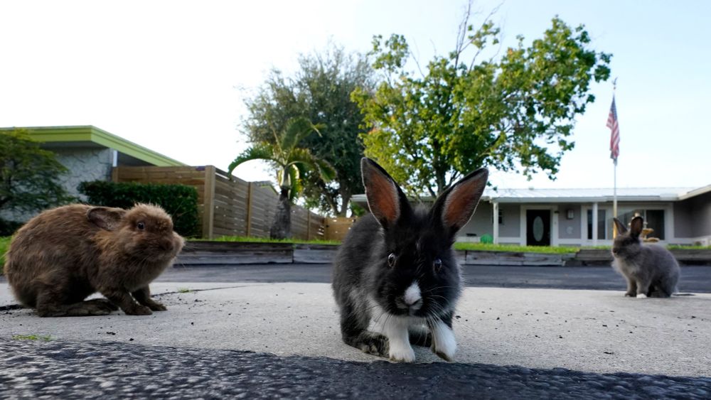 ‘Leave No Bunny Behind’: A Florida Town Works to Rescue Dozens of Rabbits