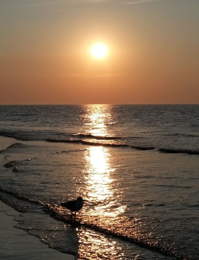 Sonnenuntergang über dem Meer, eine Möwe steht im Vordergrund am Flutsaum im Wasser