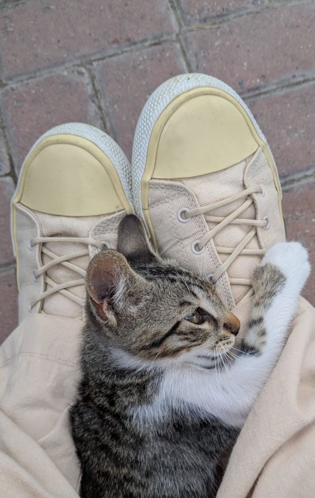 street cat playing peek-a-boo 