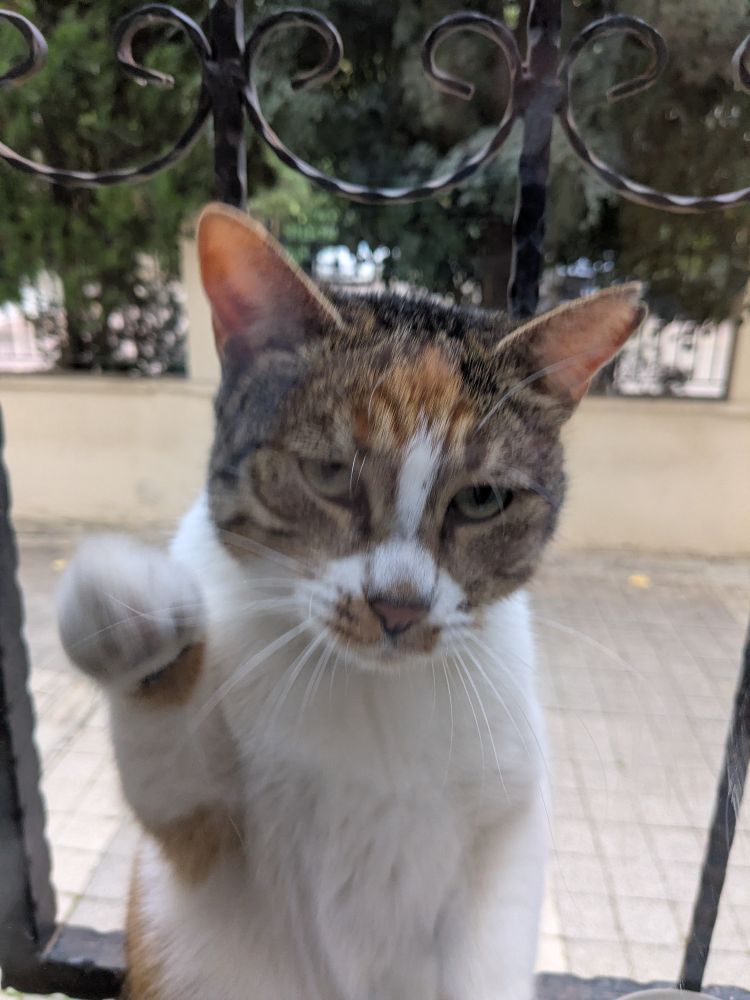 cat demanding the window to be opened to get pets