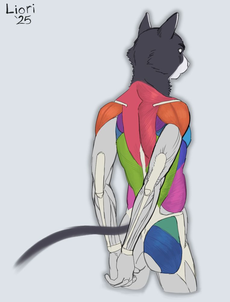 Anatomy study of torso and arm muscles of a cat guy. The muscle groups are color coordinated. 