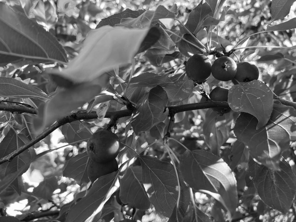 Fruit trees in the afternoon