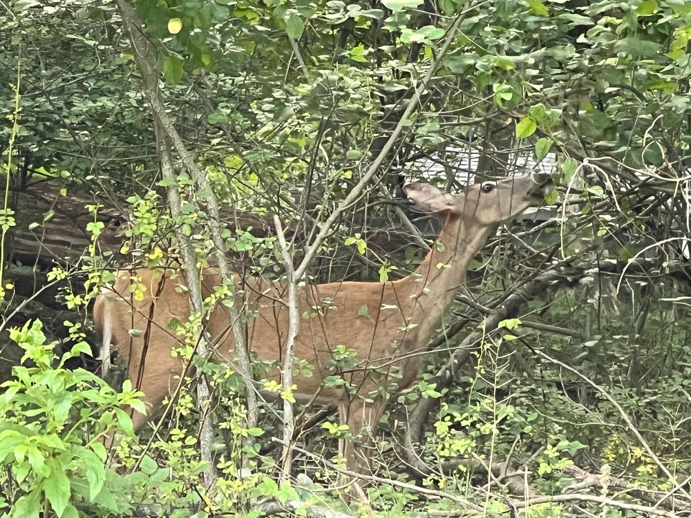 A deer going into the forest to eat leaves off some trees. 🦌 