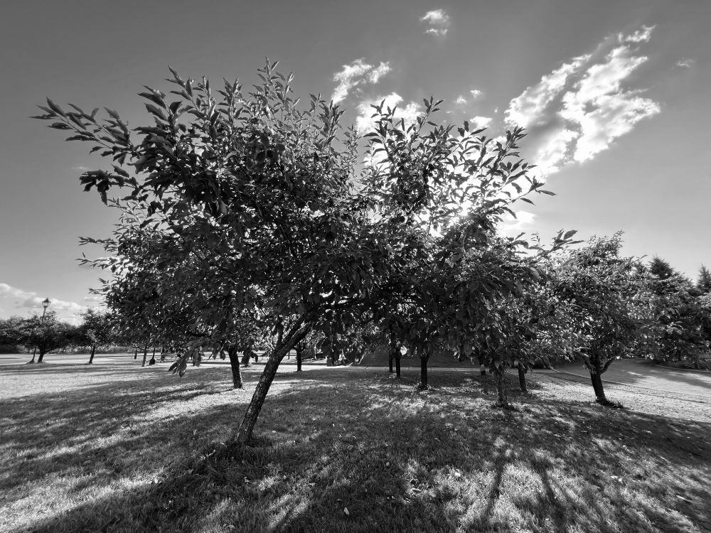 Fruit trees in the afternoon