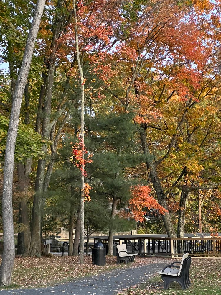 An autumnal scene in the park. Deciduous trees and park benches hugging a paved pathway.