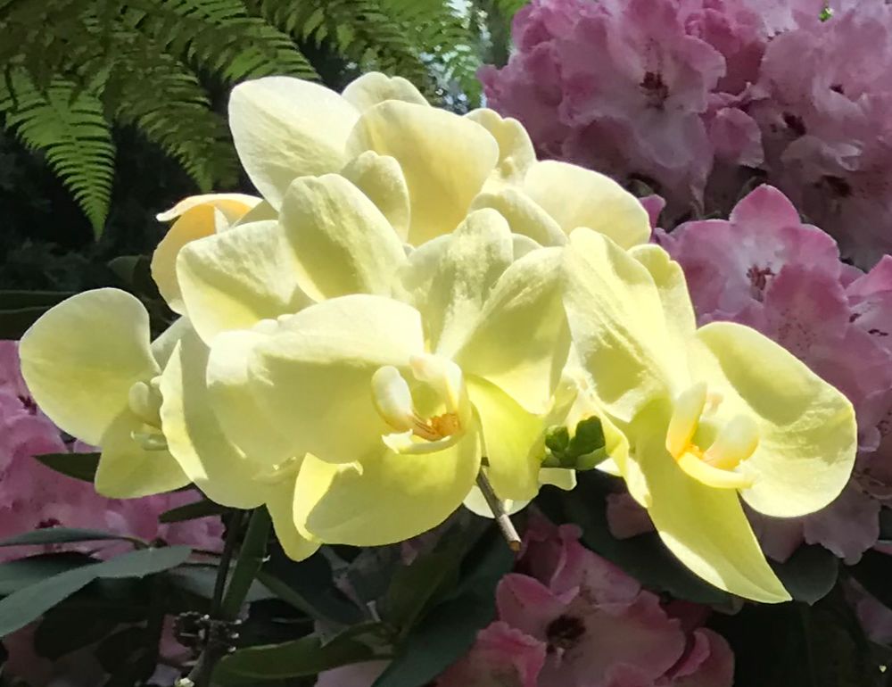 Yellow Orchids - The Flower Dome, Singapore 🇸🇬 