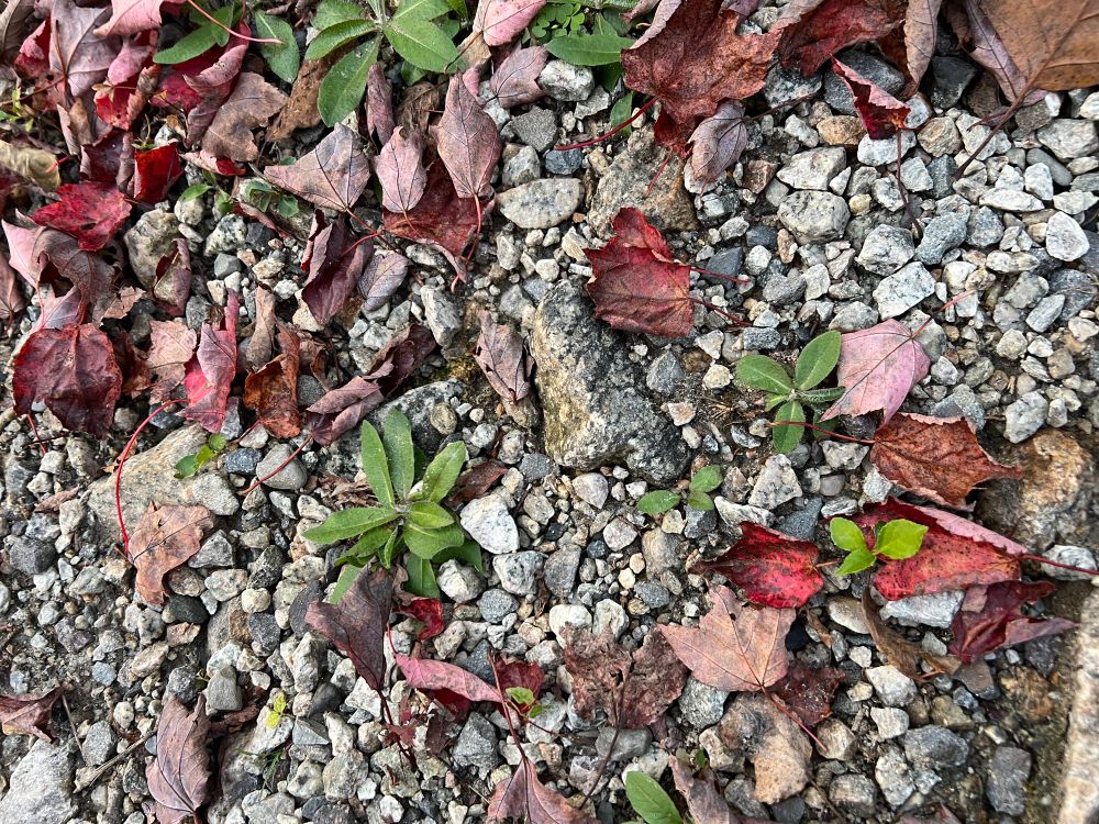 Rocks and pebbles, crushed gravel under crimson red leaves & strong resilient weeds. Everything has its place in the world, holistic & cyclical, even dancing leaves wandering through the sky to earth, waiting their chance once again to go turn to detritus and dirt.  🍂 