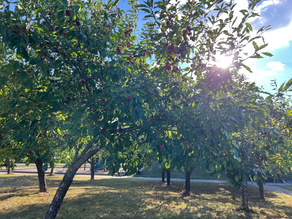 A small grove of fruit trees, a playground & a walking path on a sunny day.