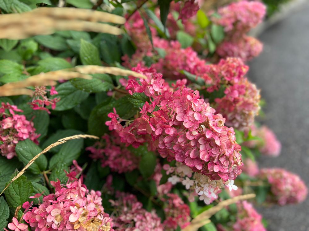 Panicled Hydrangeas & grasses give to seed with morning dew.