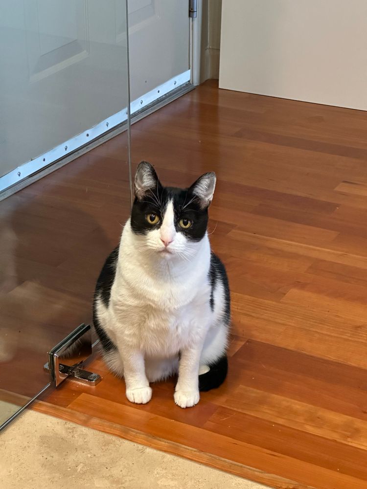 Meeps, a Tuxedo kitty, giving dad the stink-eye. 