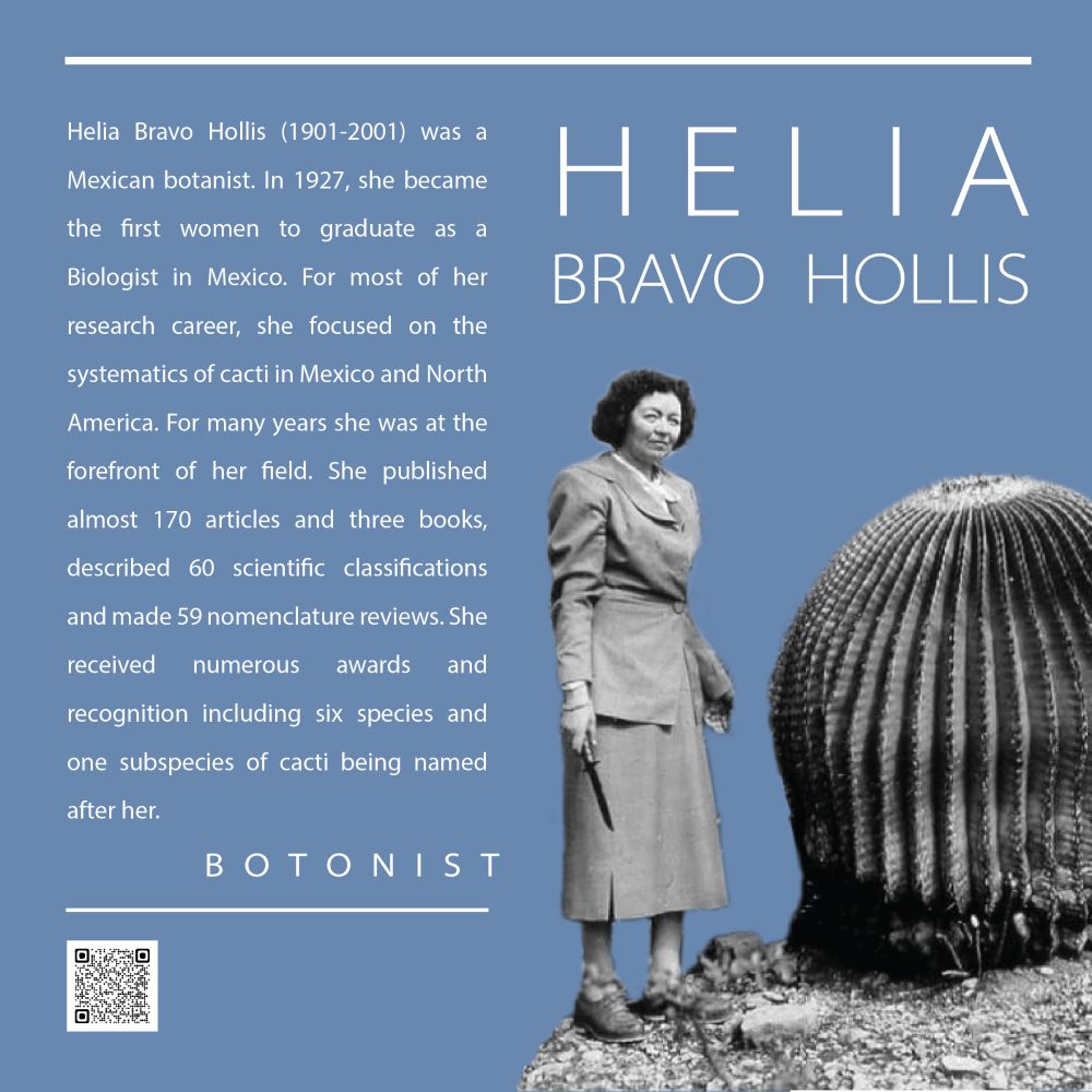 Helia Bravo Hollis (1901-2001) was a Mexican botanist. In 1927, she became the first women to graduate as a Biologist in Mexico. For most of her research career, she focused on the systematics of cacti in Mexico and North America. For many years she was at the forefront of her field. She published almost 170 articles and three books, described 60 scientific classifications and made 59 nomenclature reviews. She received numerous awards and recognition including six species and one subspecies of cacti being named after her.