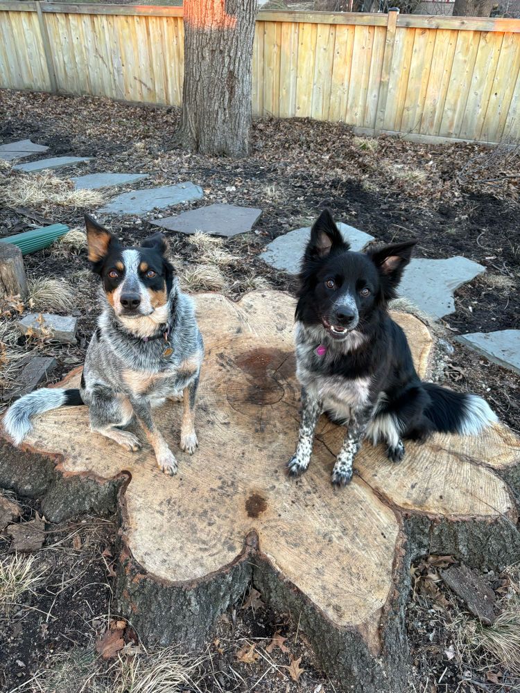 Two dogs, one a blue heeler and the other a border collie, black and white with freckles on her legs, both sitting on a large stump in a yard with a stone path behind them
