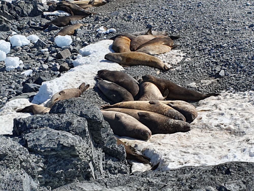 Elephant seals sunbaking next to Carvajal Station 