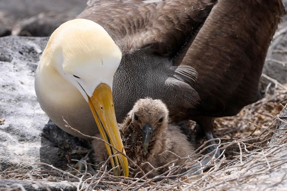 Large bird with whitish head and long yellow beak nestled protectively next to its small brown chick.