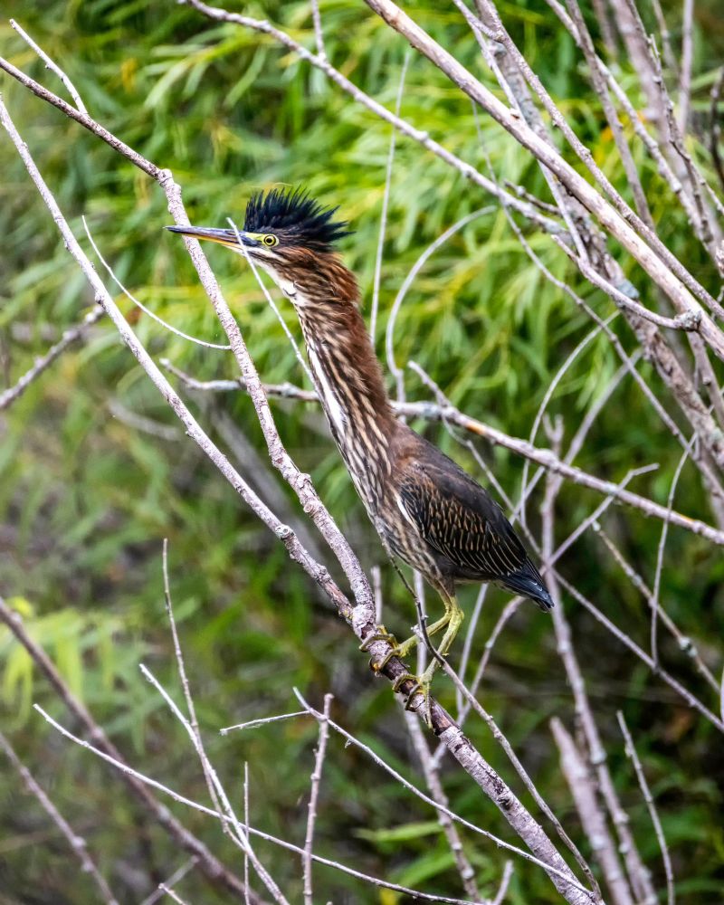 Green Heron perched in a small bare tree with its surprisingly long neck stretched all the way up.