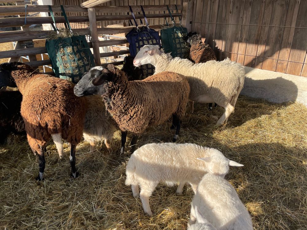 Sheep in open sided area. Sunlit areas. 2 white lambs in foreground. Sheep of varying sizes and colours eating hay hanging in hay bags from fence of horizontal poles. Sone sheep looking away from hay. 