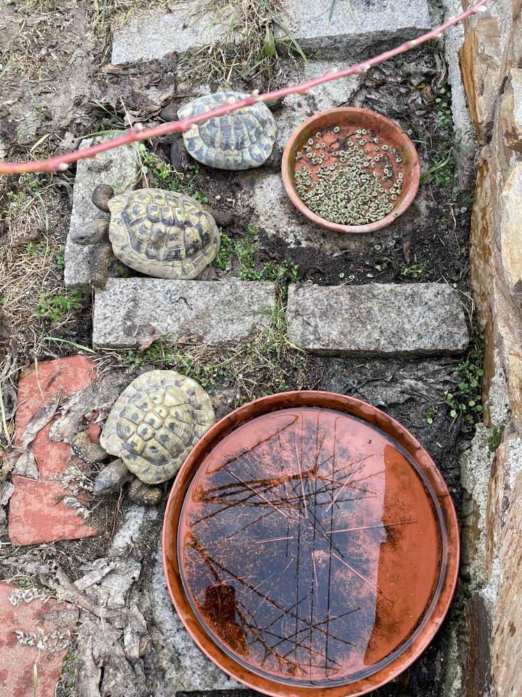 3 tortoises with plant tray for water and another for food. In outside area with bricks. 