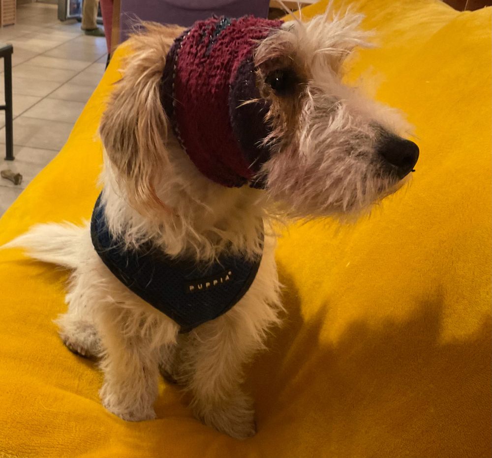 JRT on sofa with yellow throw. Dog wears a blue harness and an old sock like a headband to stop bleeding from head wound (it’s stitched).