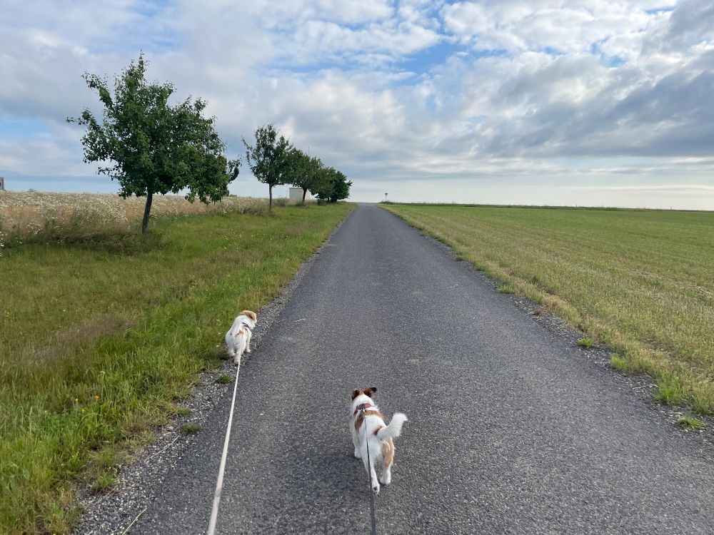 Mid-walk on a tarmac farm track. Fields either side. Few trees on the left ahead of us. Cloudy sky. Two Jack Russells visible, both on extending leads. Youngest, Harris in the lead with older, Huw, behind. Joe, a Scottish Terrier is slower and out of shot. 