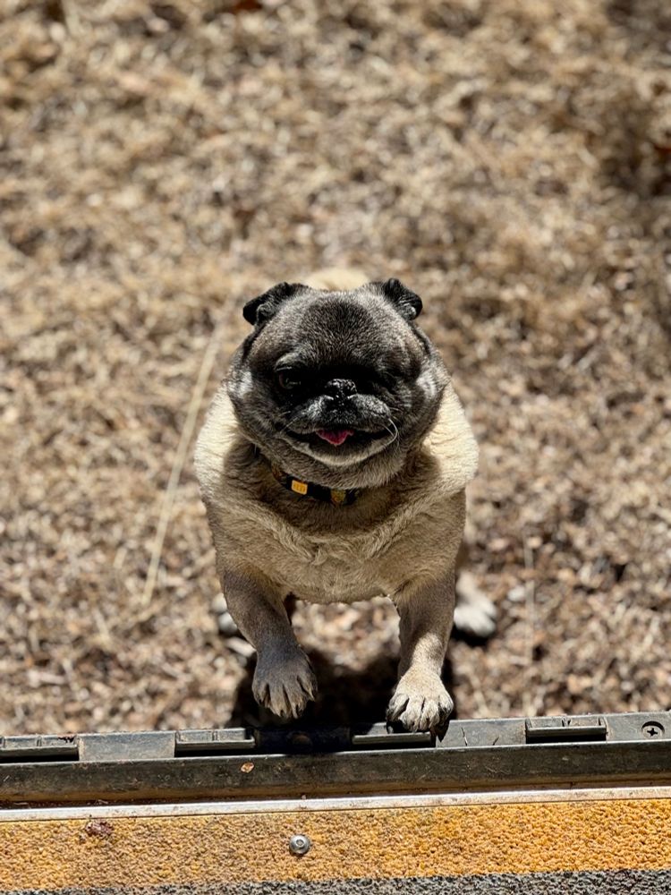 An adorable black and tan pug standing upright on its hind legs, paws resting on a ledge, with its tongue slightly out and a playful, curious expression, against a backdrop of dry, sunlit grass.