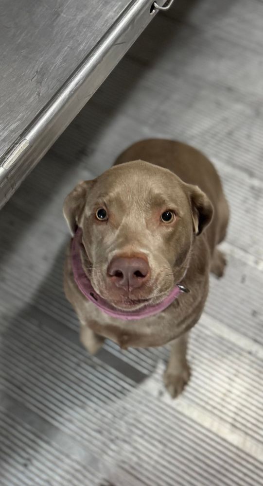A Silver Lab with warm brown eyes sits inside a vehicle, looking up with a gentle expression, wearing a pink collar.