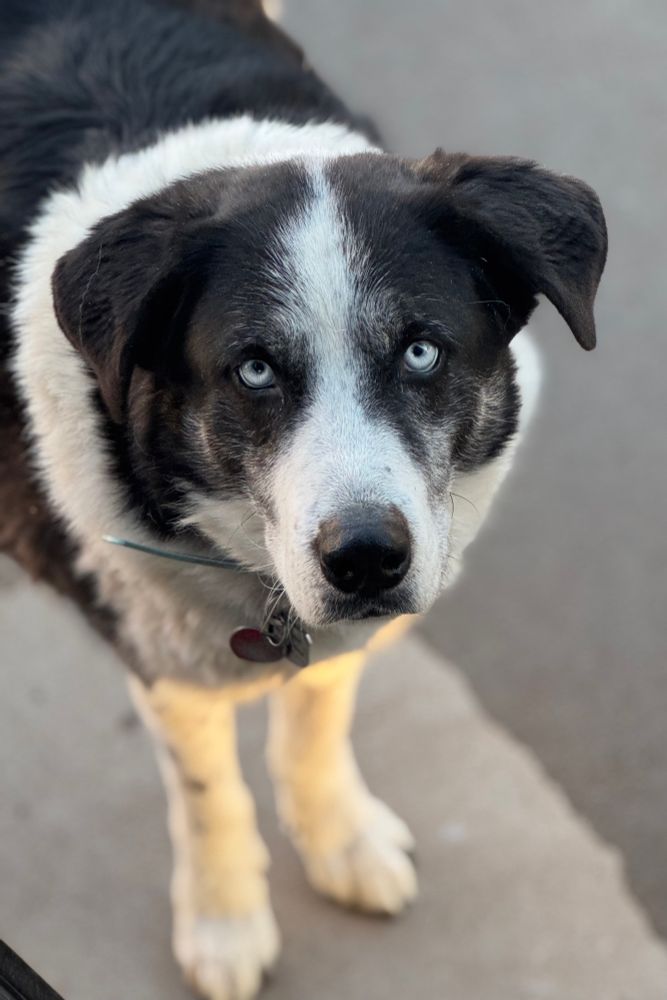 Close-up of a black and white Border Collie mix with striking blue eyes and a gentle expression.