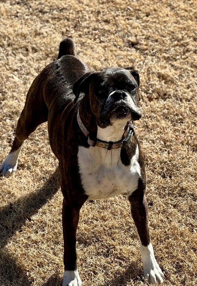 A dark brown boxer with white markings on its chest and paws, standing on dry, sunlit grass with an alert stance and a playful, sassy expression.