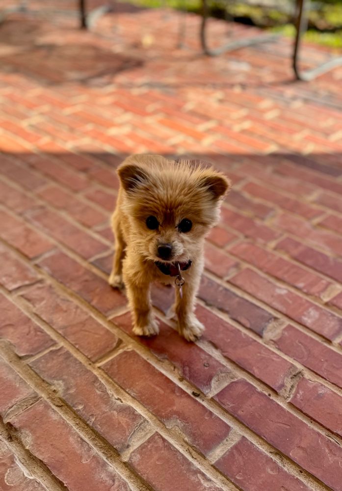 A tan Pomeranian/Yorkie with perked ears stands on a red brick patio, gazing at the camera with dark eyes