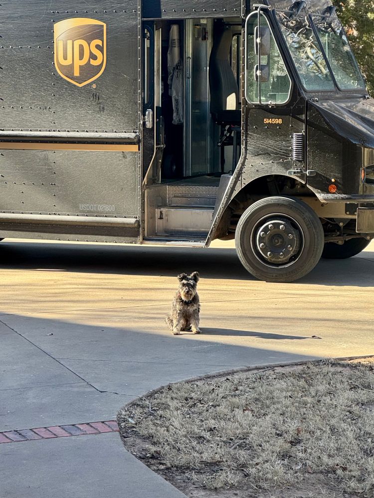 A gray and black Schnauzer patiently sits on a driveway in front of an UPS delivery truck. 