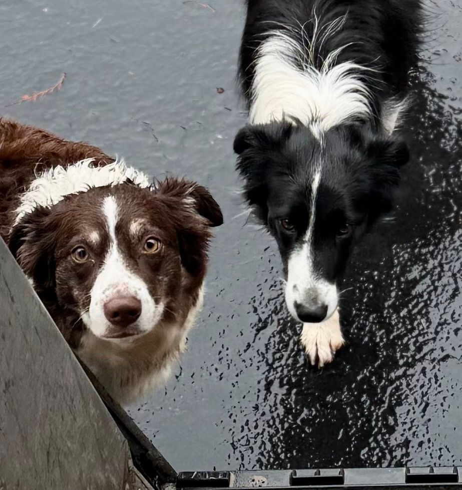 Two Border Collies, one has a brown and white coat and the other has a black and white coat, stand on a wet pavement, looking up with curious attention. 