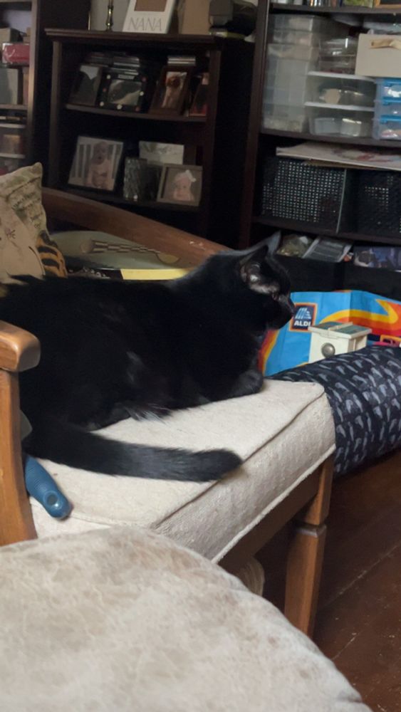 A black cat resting in a beige chair.