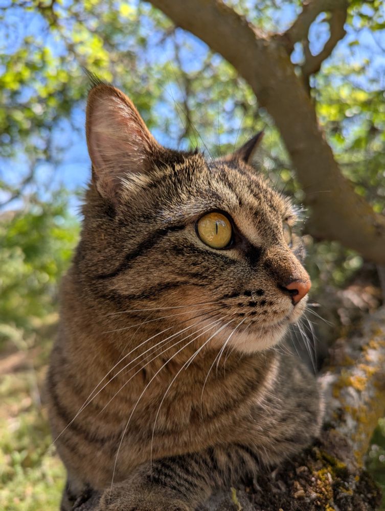 This captivating image features Elwood, a stunning domestic shorthair cat, gracefully perched on a moss-covered tree branch. The close-up shot allows us to appreciate the intricate details of her tabby coat, with its mesmerizing stripes and swirls of brown and gray. Her striking yellow-green eyes are alert and focused, gazing intently towards the right side of the frame, hinting at her keen observation of the world around her.
The soft, natural light of what appears to be a sunny day illuminates her features, casting subtle shadows that add depth to the image. The background is artfully blurred, drawing our attention solely to Elwood while still providing a glimpse of her outdoor setting. We can see hints of vibrant green foliage and a bright sky with patches of blue and white peeking through the branches, suggesting she's enjoying a moment in nature. The texture of the tree branch, with its patches of moss or lichen, adds a touch of organic detail to the scene, grounding Elwood in her environment. Her posture on the branch suggests both comfort and attentiveness, a perfect snapshot of a curious and lovely feline.