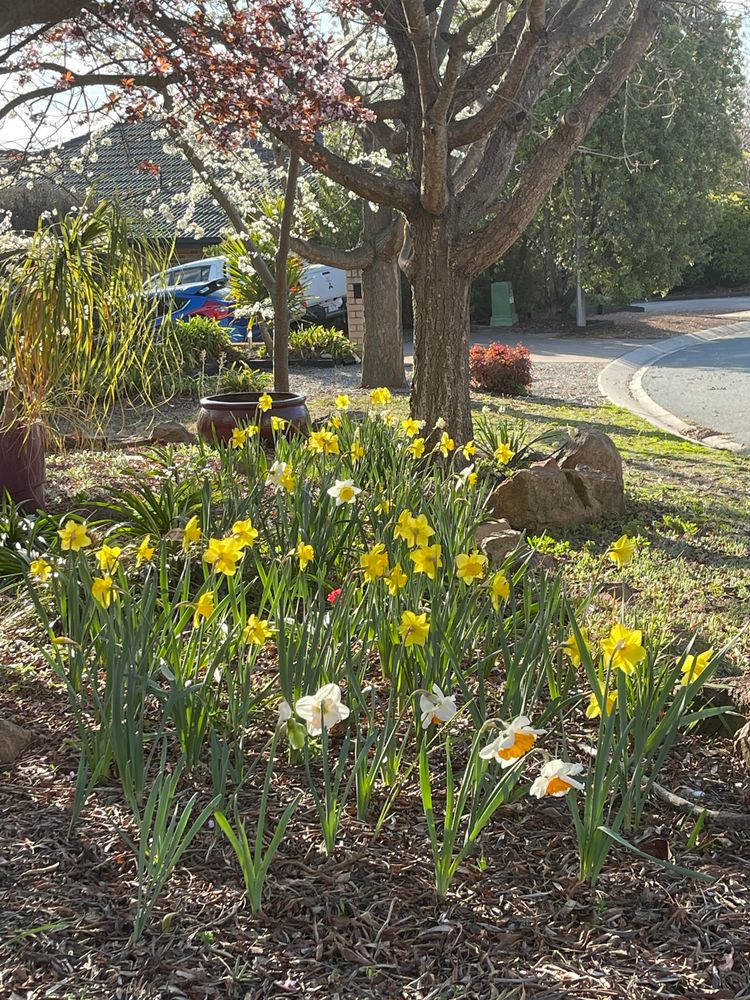 Many daffodils flowering in the front garden bed