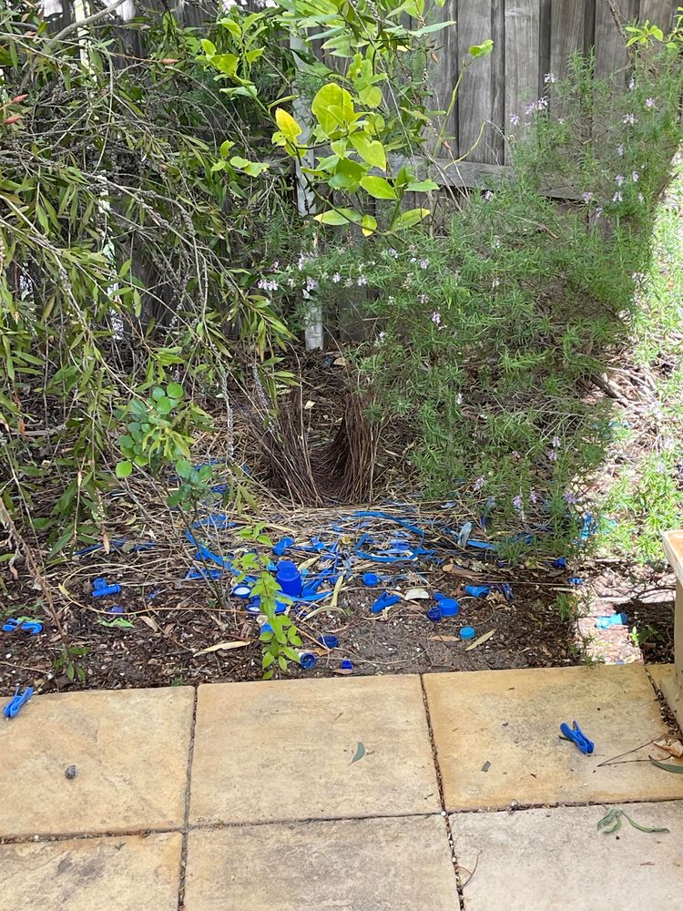 Photo of a bird’s next on the ground with an assortment of blue things they have collected and flown in.