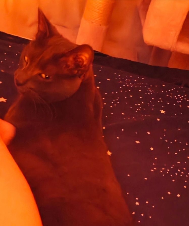 Photo of a cat with a judgemental face (he's sleepy)