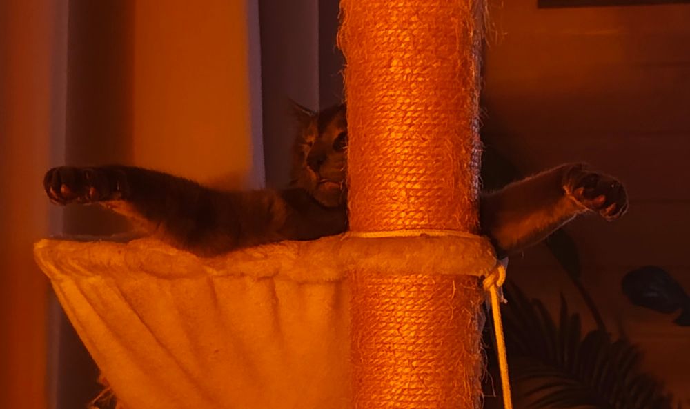 photo of cat sleeping in cat tree.